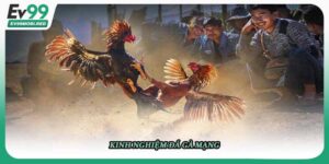 Kinh nghiệm đá gà mạng