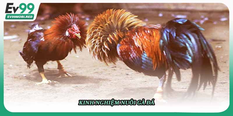 Kinh nghiệm nuôi gà đá