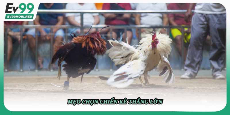 Mẹo chọn chiến kê thắng lớn